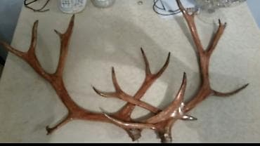 saxta baba geyimi: Divar bəzəyi üçün nəzərdə tutulmuş buynuzlar. Bu dekorativ buynuzlar — 4