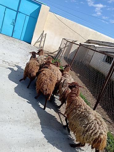 Dişi, Qala, il: 1, 50 kq, Damazlıq, Ünvandan götürmə