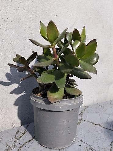 ev guller: Pul gülü (Crassula ovata) – saksıda ətli yarpaqlı sukulent. - — 2