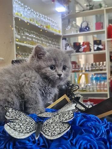 Digər ev dekoru: Məhsul: Dekorativ mavi gül buketi (süni) Təsvir: - Parlaq — 2