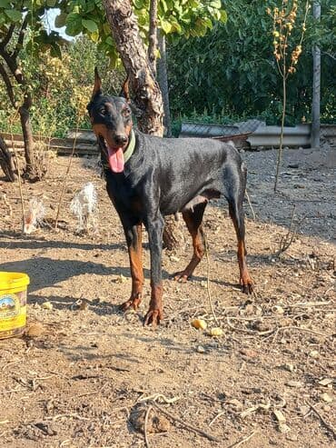 gencede itler: Doberman, 1 il, Dişi — 3