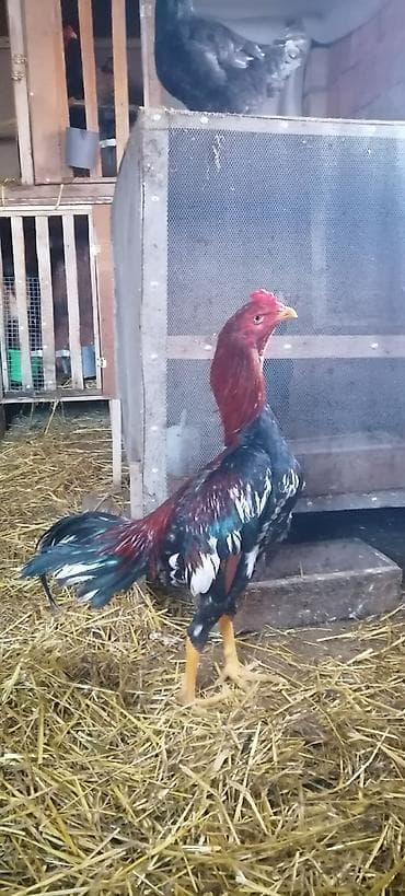 quslar satisi: Heyrati xoruz 10 ayliqdir — 3