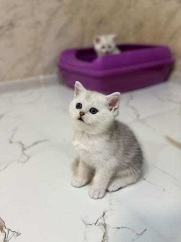Şinşilla, Erkək lalafo.az -da Şinşilla, Erkək