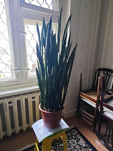 ciledagi bitki: Sansevieria – böyük ölçülü dəhliz, ofis küncləri, pəncərə yanı — 1