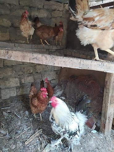 arpa bugda satisi: Toyuq, Brama, Damazlıq — 4