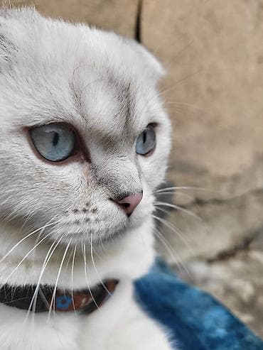 ağ pisik: Şotland yastı qulaq — 6