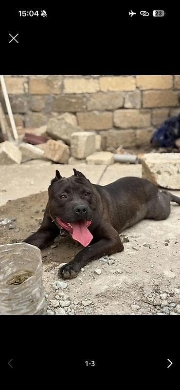 тап аз кошки: Pitbull 1 yaş 5 ay erkək — 2