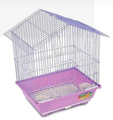 ev itlerinin satisi: ✨ Hazır sarı elquşları satışda! 🐦✨ Parlaq sarı rəngdə, gözəl və sağlam — 3