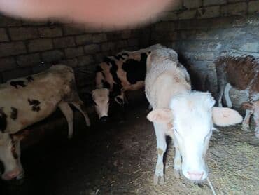 yonca presi qiymeti 2025: Satılır: Buzaqlar (bir neçə baş) — 4