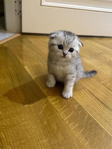 heleb keçisi: Şotland yastı qulaq — 4