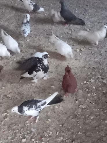 goyercin satisi: Satilir hər quşun öz qiyməti var ünvan dübəndi — 7