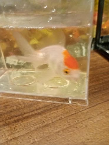 akvarium 120 cm: Oranda, Sülhsevər — 9