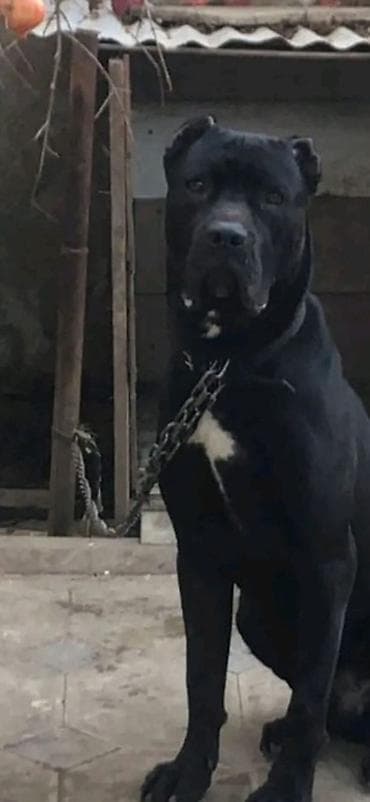 cane corso qiyməti: Kane-Korso, 1 il, Erkek, Ünvandan götürmə — 1