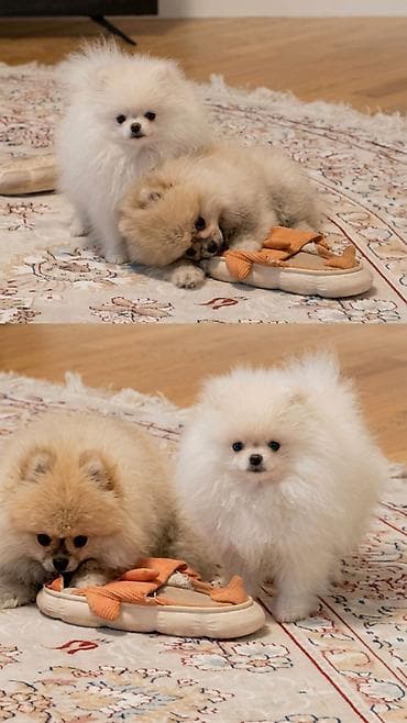 pomerian şpits: Şpitz, 4 ay, Erkek, Peyvəndli, Ünvandan götürmə — 6