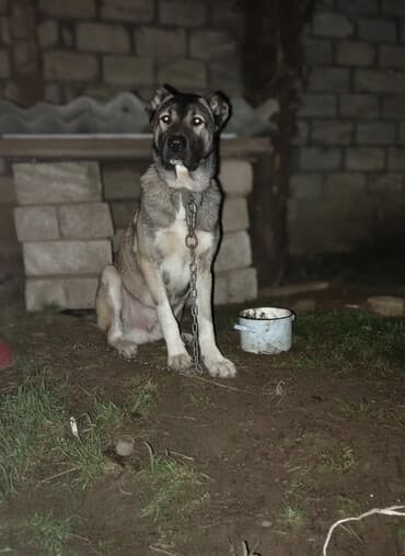 1 il, Erkek, Peyvəndli, Ünvandan götürmə lalafo.az -da 1 il, Erkek, Peyvəndli, Ünvandan götürmə