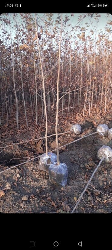 premium çay fabriki: 2azn — 2