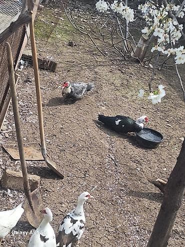 mandarin ördəyi: Erkək, | Lal ördək, Ətlik — 5