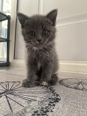 pisi: Britan, Erkək, Dişi, Yaxşı əllərə, Ünvandan götürmə, Ödənişli çatdırılma — 1