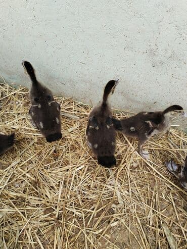 Məhsul: Musk ördəkləri (hind toyuğu ördəyi) – bala və yetkin fərdlər