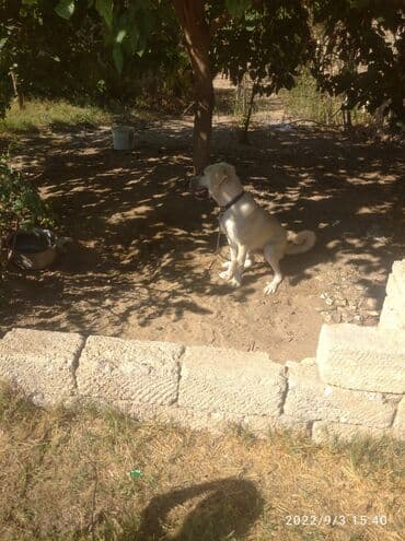 pulsuz itlerin verilmesi: İtlər — 3