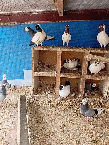 turnik qiymetleri: Quşlar. Bir yerdə 250 manat. Qiymət sondur — 4