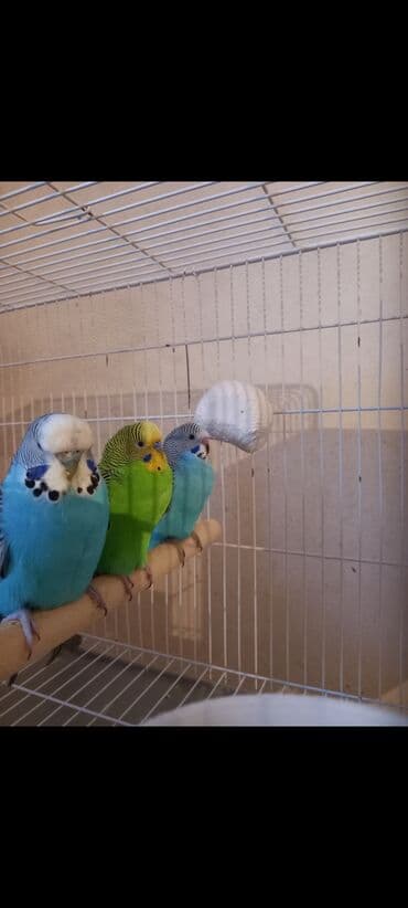Məhsul: Dalmatian və klassik rəng çeşidlərində dalğalı papağanlar