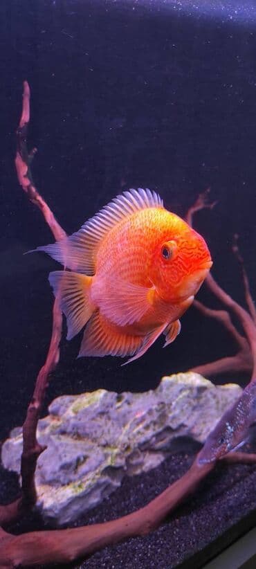 baliq toru: Cixlid balığı — 1