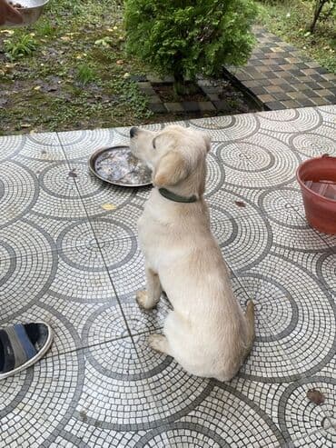 где можно купить собаку мальтипу: Ретривер, Самец — 4