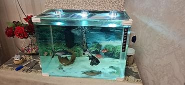 akvarium isiqlari: Akvaryum komplekti - Şüşə akvaryum: düzbucaqlı forma, qalın şüşə — 2