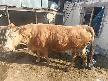 Satılır: inək – Cins: sarı rəngli, buynuzlu inək – Məhsuldarlıq
