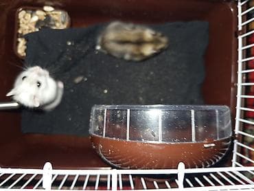 cücə su qabı: Dwarf hamster cütlüyü və qəfəs seti - Növ: xırda cins (cütdür) – biri — 5