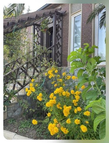 снять дом в исмаиллы: 350 м², 4 комнаты — 13