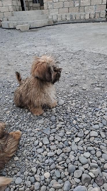 itlərin təlimi: Bolonka, 3 ay, Erkek, Peyvəndli, Ünvandan götürmə — 4