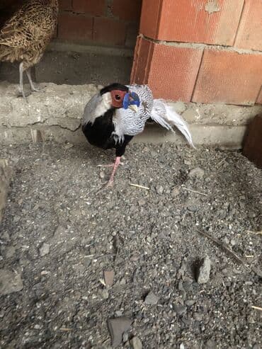 кольчатый попугай цена: Gümüşü qirqovul xoruz — 1