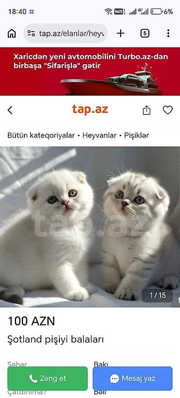 шиншилла кошка: Шиншилла — 7