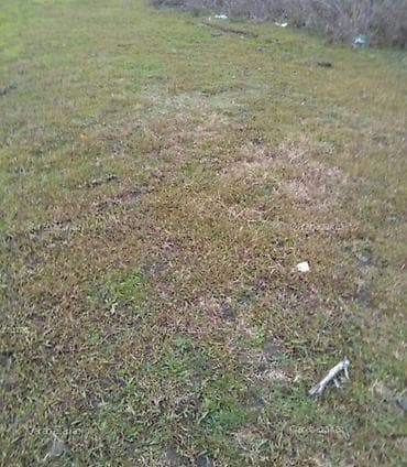 fatmayi qesebesi: 5 sot — 1