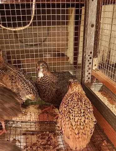 bildircin satşı: SALAM TAM SAĞLAM 42 GÜNLÜK BİLDİRÇİNLƏRDİ — 3