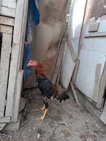 cins ineklerin qiymeti: Heyratilar satilir tergidirem deye ne heyvanim var hamsini satiram her — 5