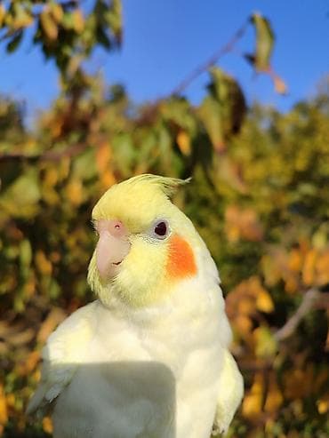 hesterxan qusu: Erkək Karella satılır adı Ori di 7 aylıq quşdu ələ çiyinə başa rahat — 6