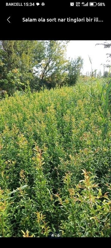 xrizantema gülü: Gülovşə sort nar tingləri (təxminən 1 illik). Muqavilə ilə verilir — 1