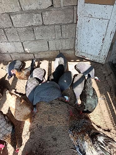 col toyuğu: Salam olsun firengdi yumurtalar satılır 50qepiyr mayalidilar sayı azdi — 1