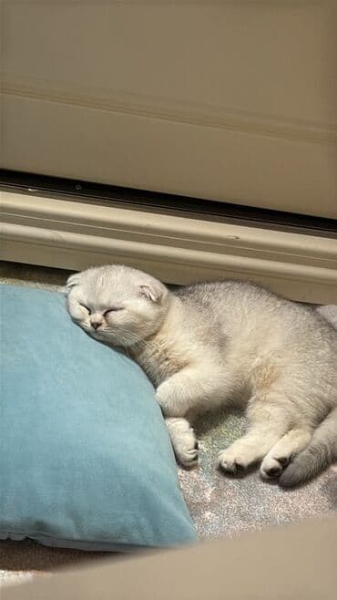 Şotland yastı qulaq, Erkək lalafo.az -da Şotland yastı qulaq, Erkək