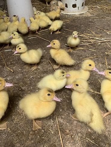 golden satışı: Muscovy (indo) ördək balaları – sarı tüklü, çəhrayı dimdikli, aktiv və — 4