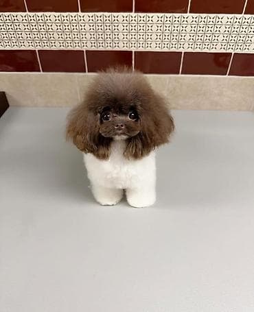 sani kecileri satisi: Şpitz — 7