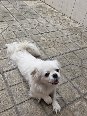 породистые собаки в добрые руки: Pekines, Dişi — 3
