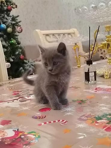 Şotland, Erkək, Dişi, Yaxşı əllərə, Ünvandan götürmə