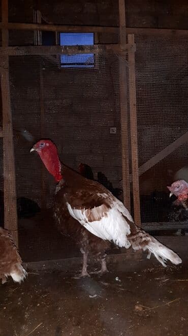 çüçələr: Qırmızı kanada hinduşka cücesi və yumurta satılır 1 metirden hündürdü — 2