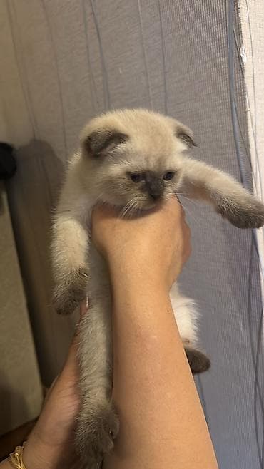 Digər heyvanlar: Şotland, Erkək, Dişi — 1