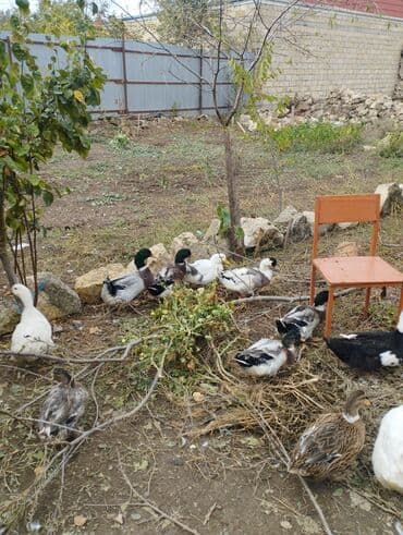 xacmazda satilan inekler: Satışda ev quşları – ördək və qazlar Məhsulun təsviri: - Şəkillərdə — 3