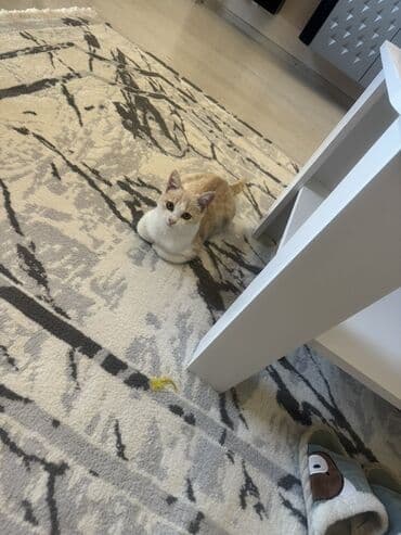 munchkin pişik: Qızılı scottish Oyunsevər, maraqlıdır, interaktiv oyuncaqlarla — 3